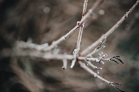 Frozen leaves & twigs thumbnail