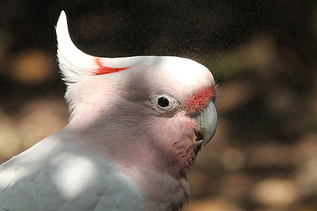 white and pink bird thumbnail