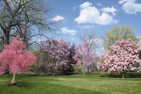 pink cherry blossom under blue sky thumbnail