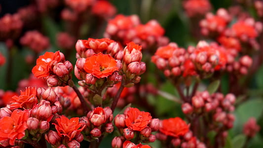 nature, red, flowers, garden thumbnail
