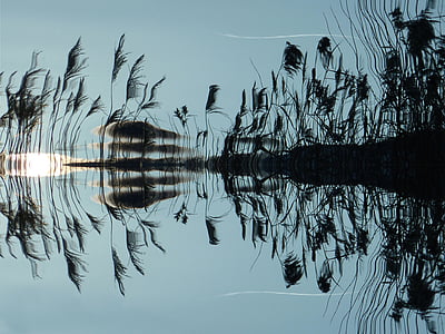 silhouette of a plant on water thumbnail