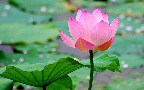 pink lotus flower in full bloom thumbnail