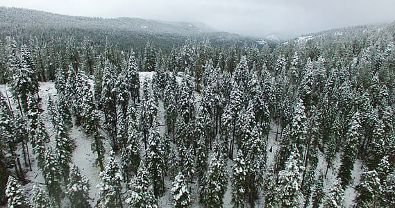 Aerial Photography of Forest during Winter thumbnail