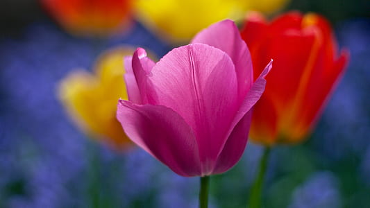 pink tulip in close-up photography thumbnail