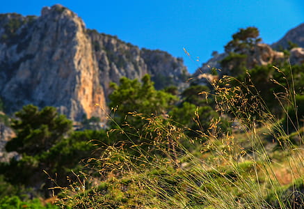 selective focus photography of grass thumbnail