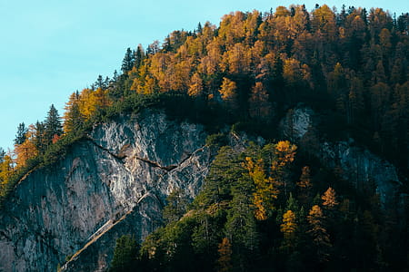 Close-up Photo of Mountain Covered by Trees thumbnail