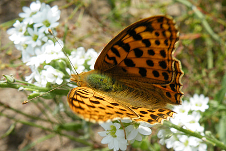 Butterfly, Mother Of Pearl Butterfly thumbnail