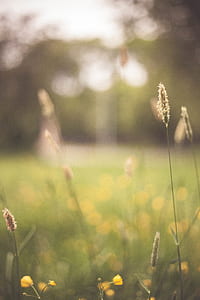 macro photography of plants thumbnail