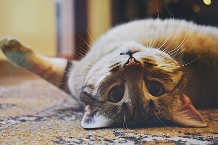Silver Tabby Cat thumbnail
