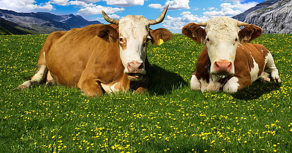 two brown-and-white cows on grass fields thumbnail
