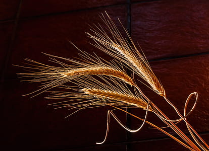 three wheat stalks thumbnail