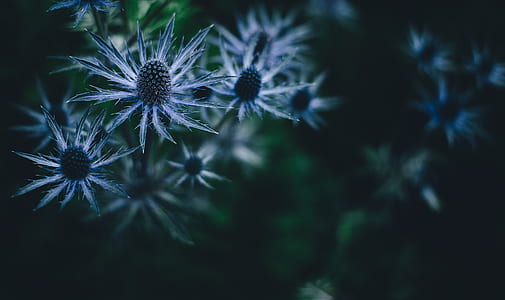 close up photography of gray petaled flowers thumbnail