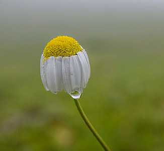 close-up photography of white and yellow coneflower thumbnail