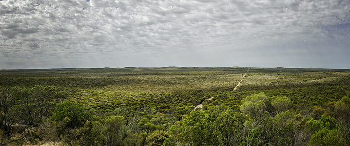 aerial photography of forest thumbnail
