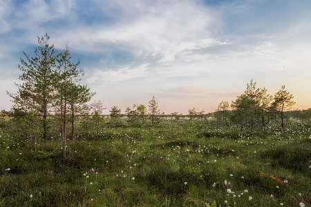 green grass field thumbnail