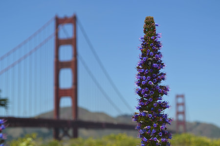 selective focus photography of purple petaled flowers thumbnail