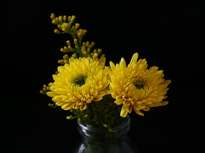 Yellow Chrysanthemum thumbnail