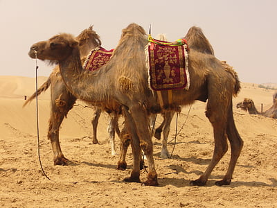 photo of group of camels on desert thumbnail