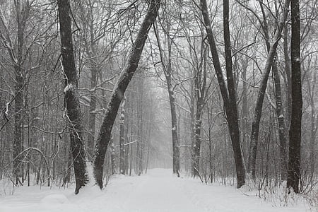 photo of leafless trees during winter season thumbnail