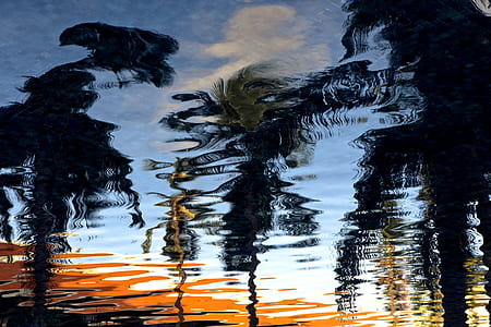 reflection of palm trees in body of water thumbnail