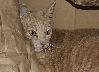 orange tabby cat near paper bag thumbnail