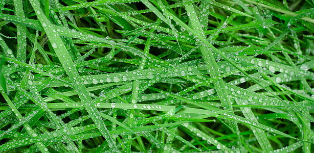 water droplets on grass thumbnail