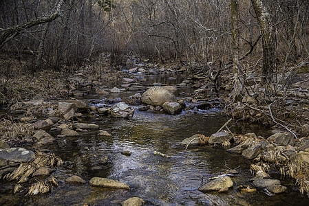 Branches and Rocks at Hawn State Park, Missouri thumbnail