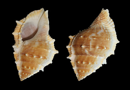 two brown-and-beige seashells thumbnail