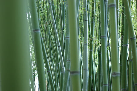 close-up photo of bamboo plants thumbnail