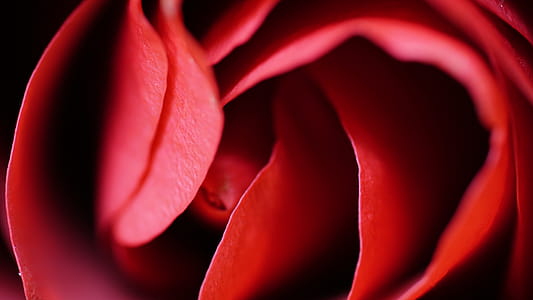 Shallow Focus of Red Rose thumbnail