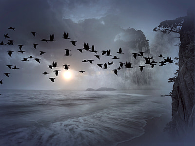 flock of raven during stratocumulus clouds thumbnail