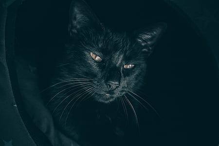 black cat on textile thumbnail