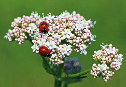 two ladybug on flowers thumbnail