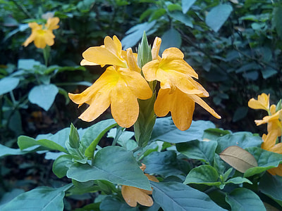 It Leaves Flowers Sagkrni, Flowers thumbnail