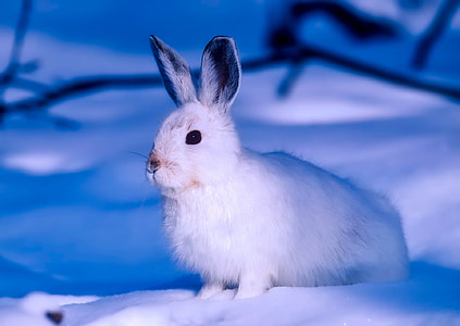 white rabbit on snow thumbnail