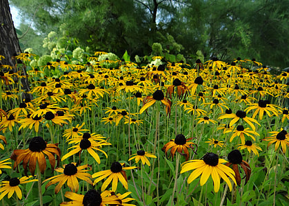 Sun Hat, Rudbeckia Fulgida thumbnail