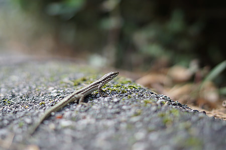 lizard crawling on rock during daytime close-up photography thumbnail
