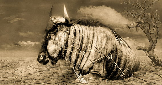 wildebeest on dry soil thumbnail
