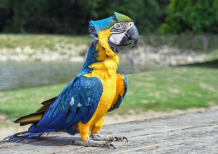 photo of macaw bird on wooden surface thumbnail