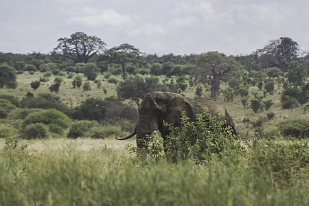 gray elephant standing on green grass pasture thumbnail