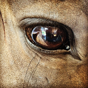 close up view of animal's eye thumbnail