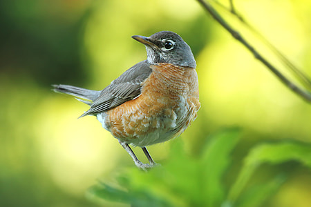 beige and grey bird on green plant during daytime thumbnail