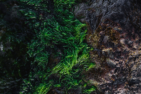 Seaweed covering a rocky beach thumbnail