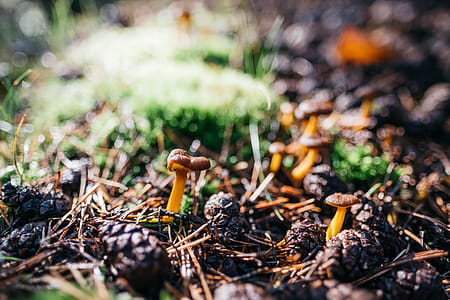 Mushroom in forest thumbnail