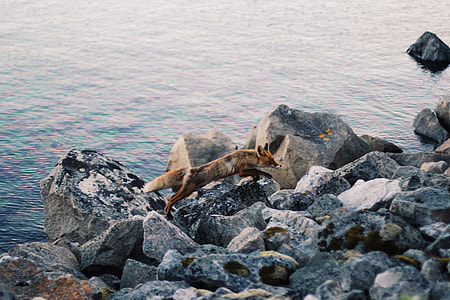 brown fox on black rocks near body of water thumbnail