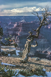 View of Grand Canyon Dead Tree in Arizona thumbnail