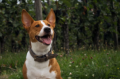 adult tan and white American pit bull terrier on grass field thumbnail