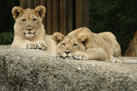 two brown tigers on concrete ground thumbnail