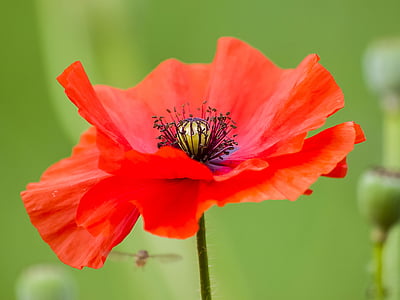 red poppy flower selective focus photography thumbnail
