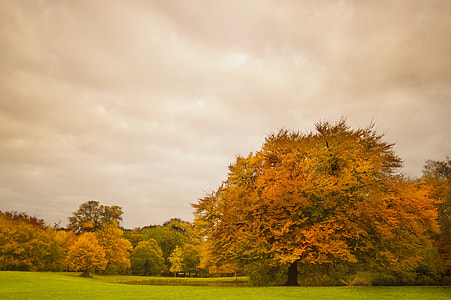 orange leafed trees under white clouds thumbnail